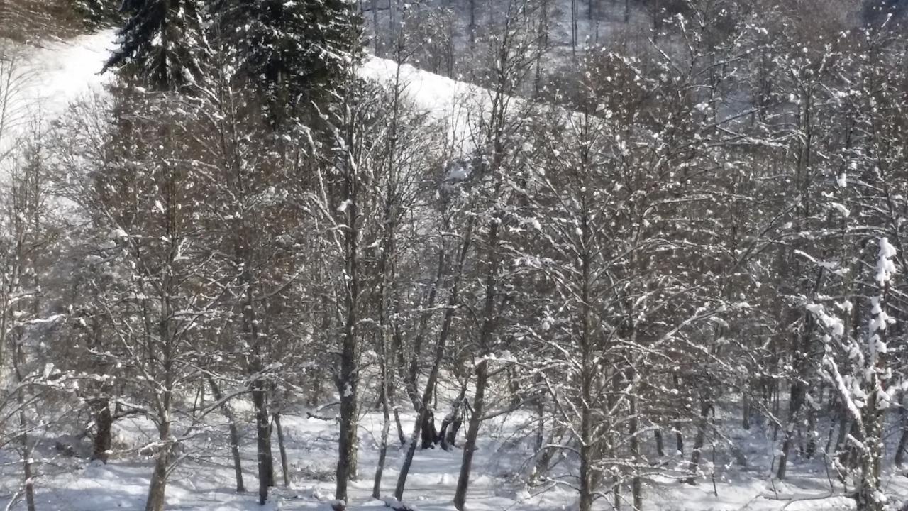 Vila Cabana Barlogul Lupilor Berevoesti Exteriér fotografie